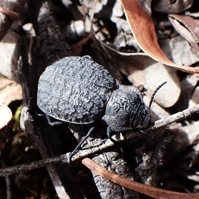 Nyctozoilus deyrolli (Darkling beetle) at Aranda, ACT - 8 Jan 2025 by CathB