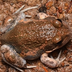 Limnodynastes dumerilii (Eastern Banjo Frog) at Isaacs, ACT - 11 Jan 2025 by NateKingsford