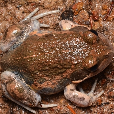 Limnodynastes dumerilii (Eastern Banjo Frog) at Isaacs, ACT - 11 Jan 2025 by NateKingsford