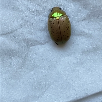 Anoplognathus sp. (genus) (Unidentified Christmas beetle) at Bundaberg West, QLD - 7 Jan 2025 by Gaylesp8