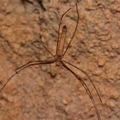 Asianopis sp. (genus) (Net-casting spider) at Isaacs, ACT - 11 Jan 2025 by NateKingsford