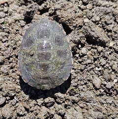 Chelodina longicollis (Eastern Long-necked Turtle) at Tharwa, ACT - 12 Jan 2025 by ChrisHolder