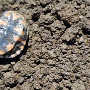 Chelodina longicollis at Tharwa, ACT - 12 Jan 2025