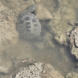 Chelodina longicollis at Tharwa, ACT - 12 Jan 2025