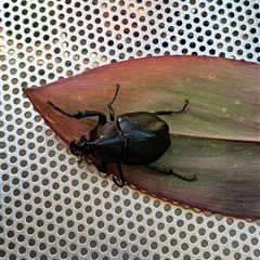 Unverified Beetle (Coleoptera) at Bundaberg West, QLD - 27 Dec 2024 by Gaylesp8