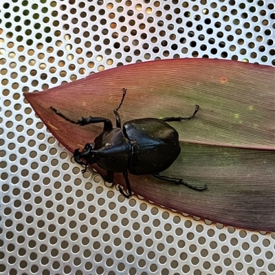 Unverified Beetle (Coleoptera) at Bundaberg West, QLD - 27 Dec 2024 by Gaylesp8