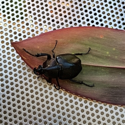 Unidentified Beetle (Coleoptera) at Bundaberg West, QLD - 27 Dec 2024 by Gaylesp8