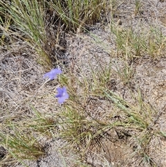 Wahlenbergia sp. (Bluebell) at Tharwa, ACT - 12 Jan 2025 by ChrisHolder