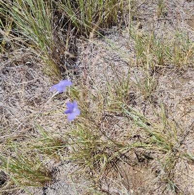 Wahlenbergia sp. (Bluebell) at Tharwa, ACT - 12 Jan 2025 by ChrisHolder