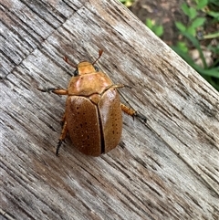 Anoplognathus sp. (genus) (Unidentified Christmas beetle) at Murrumbateman, NSW - 12 Jan 2025 by Batogal