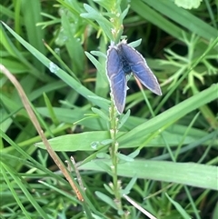 Zizina otis (Common Grass-Blue) at Breadalbane, NSW - 24 Feb 2024 by JaneR