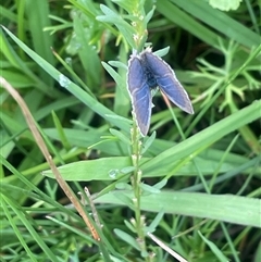 Unidentified Blue or Copper (Lycaenidae) at Breadalbane, NSW - 24 Feb 2024 by JaneR