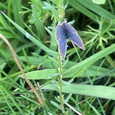 Zizina otis (Common Grass-Blue) at Breadalbane, NSW - 24 Feb 2024 by JaneR