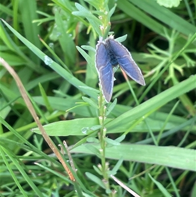 Unidentified Blue or Copper (Lycaenidae) at Breadalbane, NSW - 24 Feb 2024 by JaneR