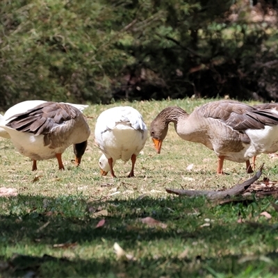 Anser anser (Greylag Goose (Domestic type)) at Wodonga, VIC - 2 Jan 2025 by KylieWaldon