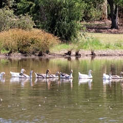 Anser anser at Wodonga, VIC - 3 Jan 2025 10:04 AM