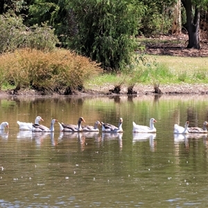 Anser anser at Wodonga, VIC - 3 Jan 2025 10:04 AM