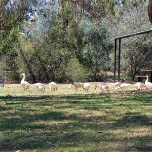 Anser anser at Wodonga, VIC - 3 Jan 2025 10:04 AM