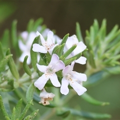 Westringia sp. at Wodonga, VIC - 3 Jan 2025 by KylieWaldon