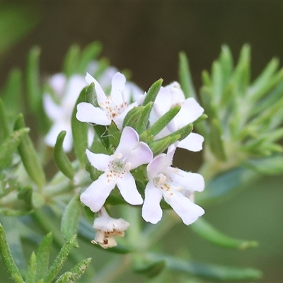 Westringia eremicola at Wodonga, VIC - 2 Jan 2025 by KylieWaldon