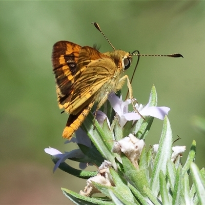 Ocybadistes walkeri (Green Grass-dart) at Wodonga, VIC - 3 Jan 2025 by KylieWaldon