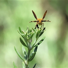 Ocybadistes walkeri at Wodonga, VIC - 3 Jan 2025 10:09 AM