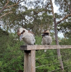 Dacelo novaeguineae at Dunbogan, NSW - 12 Jan 2025 by LPW