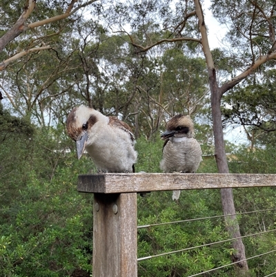 Dacelo novaeguineae at Dunbogan, NSW - 12 Jan 2025 by LPW