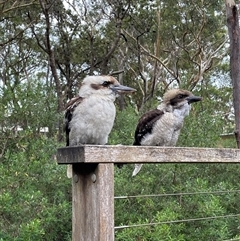 Dacelo novaeguineae at Dunbogan, NSW - 12 Jan 2025 07:01 PM