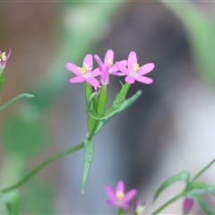 Centaurium tenuiflorum (Branched Centaury) at Wodonga, VIC - 3 Jan 2025 by KylieWaldon