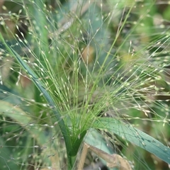 Panicum capillare (Witchgrass) at Wodonga, VIC - 3 Jan 2025 by KylieWaldon