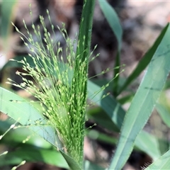 Panicum capillare at Wodonga, VIC - 3 Jan 2025 10:11 AM