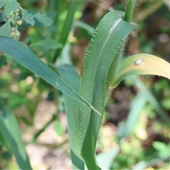 Panicum capillare at Wodonga, VIC - 3 Jan 2025 10:11 AM