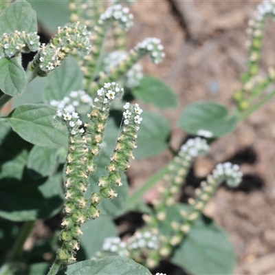 Heliotropium europaeum (Common Heliotrope, Potato Weed) at Wodonga, VIC - 3 Jan 2025 by KylieWaldon