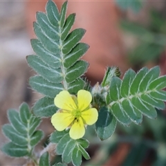 Tribulus terrestris (Caltrop, Cat-head) at Wodonga, VIC - 2 Jan 2025 by KylieWaldon