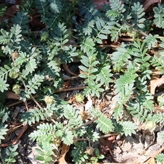 Tribulus terrestris at Wodonga, VIC - 3 Jan 2025 10:12 AM