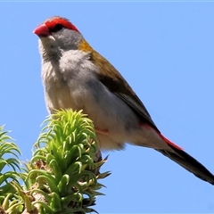 Neochmia temporalis (Red-browed Finch) at Wodonga, VIC - 2 Jan 2025 by KylieWaldon