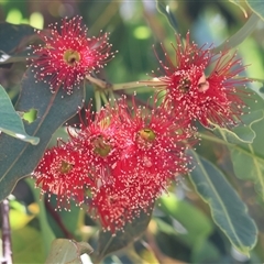 Corymbia ficifolia at Wodonga, VIC - 2 Jan 2025 by KylieWaldon