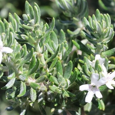 Westringia fruticosa at Wodonga, VIC - 3 Jan 2025 by KylieWaldon