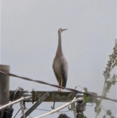 Egretta novaehollandiae (White-faced Heron) at Theodore, ACT - 12 Jan 2025 by simonkel