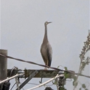 Egretta novaehollandiae at Theodore, ACT - 12 Jan 2025 07:00 PM