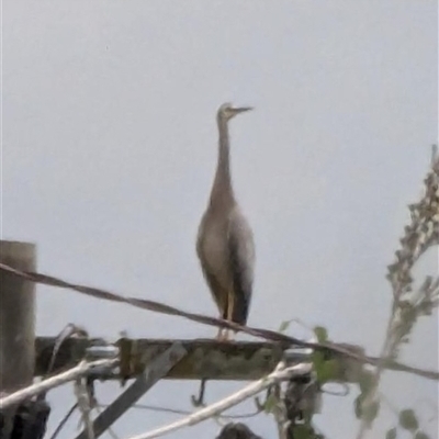 Egretta novaehollandiae (White-faced Heron) at Theodore, ACT - 12 Jan 2025 by simonkel