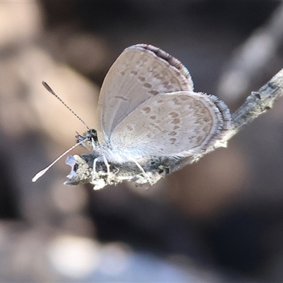 Zizina otis (Common Grass-Blue) at Wodonga, VIC - 3 Jan 2025 by KylieWaldon