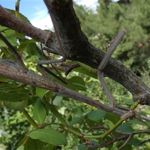 Archimantis sp. (genus) at Queanbeyan, NSW - suppressed