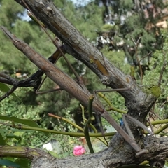 Archimantis sp. (genus) at Queanbeyan, NSW - suppressed