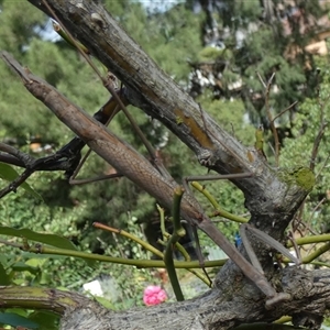 Archimantis sp. (genus) at Queanbeyan, NSW - suppressed