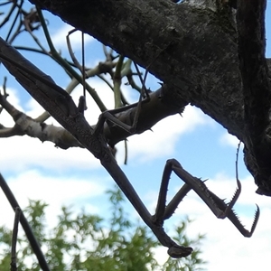 Archimantis sp. (genus) at Queanbeyan, NSW - suppressed