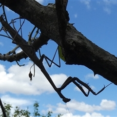 Archimantis sp. (genus) at Queanbeyan, NSW - 11 Jan 2025