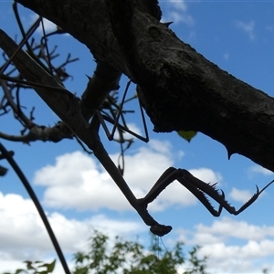 Archimantis sp. (genus) at Queanbeyan, NSW - 11 Jan 2025