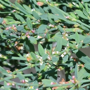 Polygonum arenastrum at Wodonga, VIC - 3 Jan 2025 10:19 AM